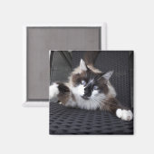 Meau! - magnet (Vorderseite/Rückseite)