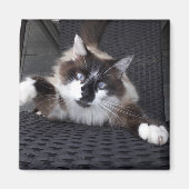 Meau! - magnet (Vorne)