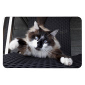 Meau! Magnet (Horizontal)