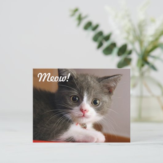 Meau! Postkarte (Stehend Vorderseite)