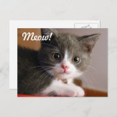 Meau! Postkarte (Vorne/Hinten)