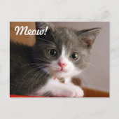 Meau! Postkarte (Vorderseite)