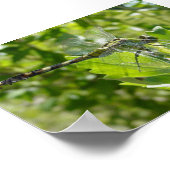 Mebourne Dragonfly Poster (Ecke)