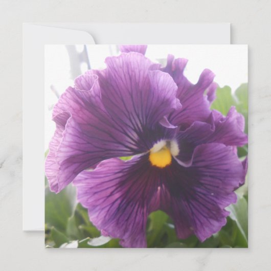 Mechteld Blau (Vorderseite)