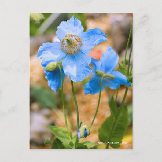 Meconopsis betonicifolia [Postcard] ポストカード Postkarte (Vorderseite)