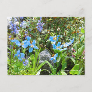 Meconopsis betonicifolia Postcard ポ ス ト ド Postkarte