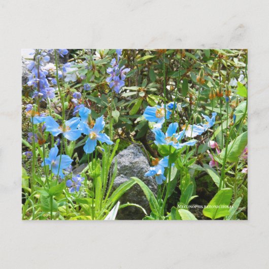 Meconopsis betonicifolia Postcard ポ ス ト ド Postkarte (Vorderseite)