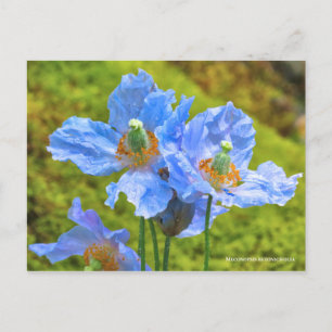 Meconopsis betonicifolia Postcard ポ ス ト ド Postkarte