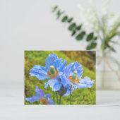 Meconopsis betonicifolia Postcard ポ ス ト ド Postkarte (Stehend Vorderseite)