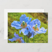 Meconopsis betonicifolia Postcard ポ ス ト ド Postkarte (Vorne/Hinten)