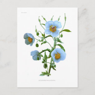 Meconopsis (blue poppy) postkarte