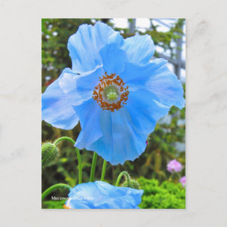 Meconopsis grandis [Postkarte] ポ ス ト ド Postkarte