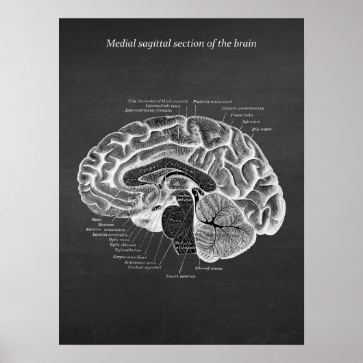 Medial Sagittal Section of the Brain Print No. 2 Poster (Vorne)
