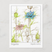 Medical Herb Study Card Nigella Wildblume Postkarte (Vorderseite)