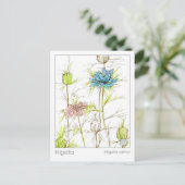 Medical Herb Study Card Nigella Wildblume Postkarte (Stehend Vorderseite)