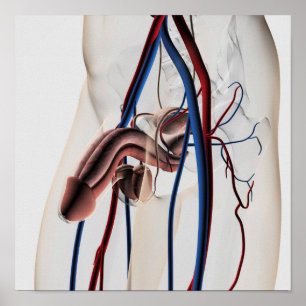 Medical Illustration: Male Reproductive System 4 Poster