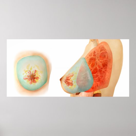 Medical Illustration Of Female Breast Poster (Vorne)