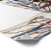 Medical Illustration Of Head Arteries 2 Poster (Ecke)