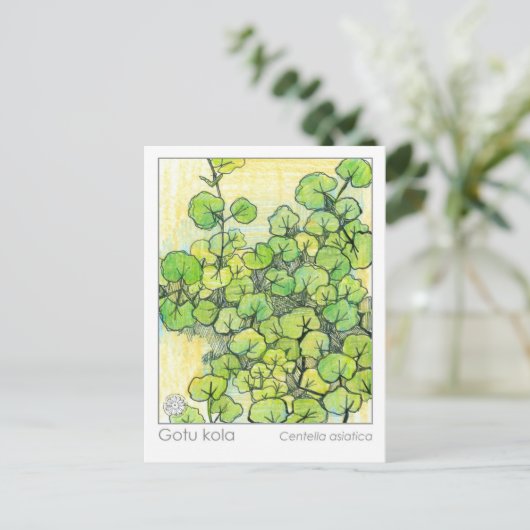 Medicinal Herb Gotu Kola Pflanze Herbal Study Card Postkarte (Stehend Vorderseite)