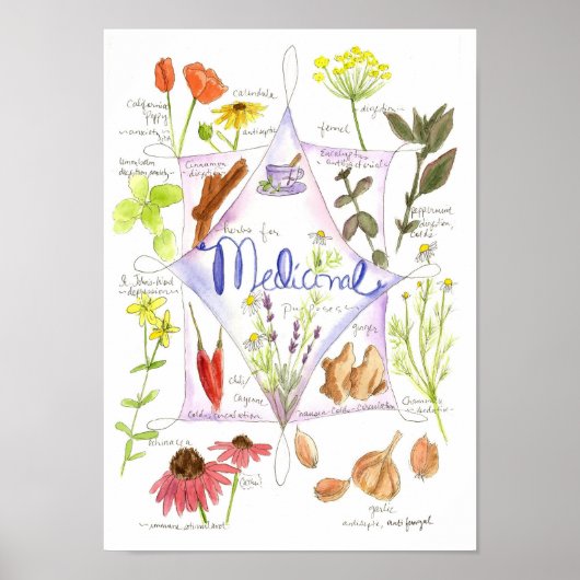 Medicinal Herb Knolic Echinacea Ginger Poster (Vorne)