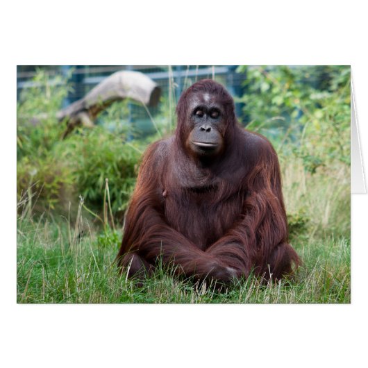 Meditation (Vorderseite (Horizontal))