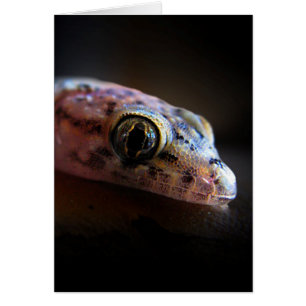 Mediteran Gecko Lizard