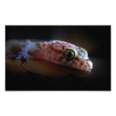 Mediteran Gecko Lizard Fotodruck (Vorne)