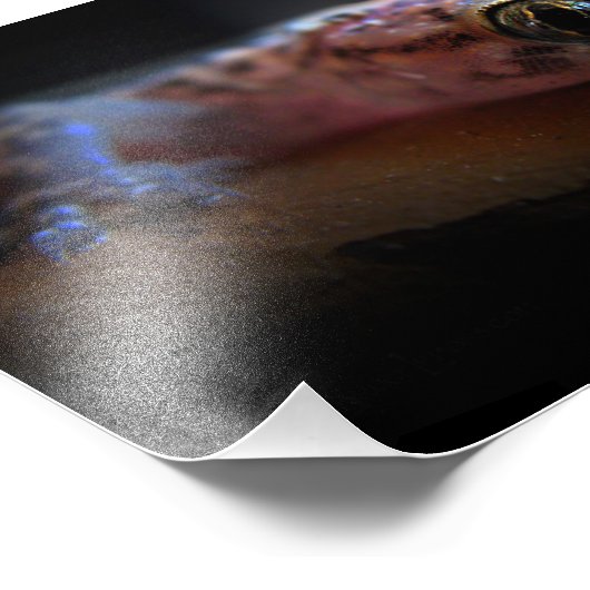 Mediteran Gecko Lizard Fotodruck (Ecke)