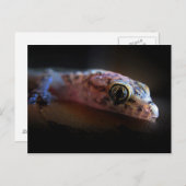 Mediteran Gecko Lizard Postkarte (Vorne/Hinten)