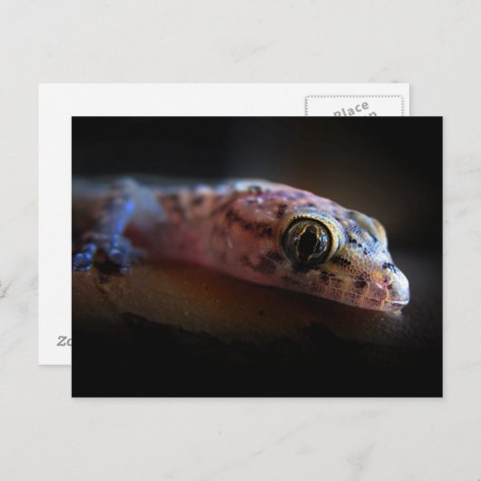 Mediteran Gecko Lizard Postkarte (Vorne/Hinten)