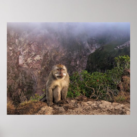 Meditieren der Macaque im Nebel Poster (Vorne)
