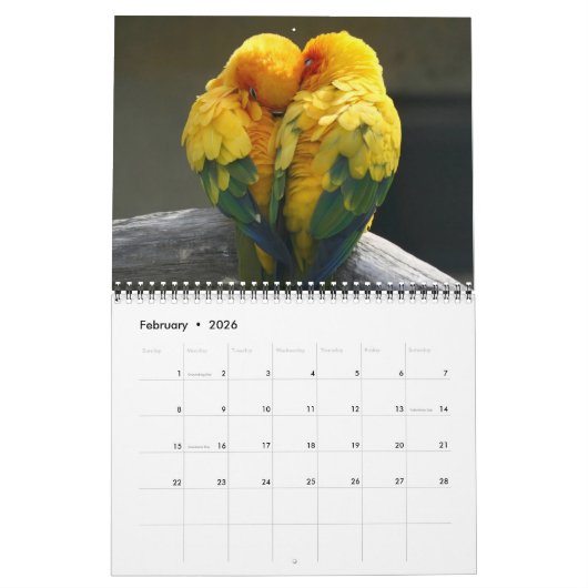Medium Size Beautiful Birds Calendar Kalender (Feb 2026)