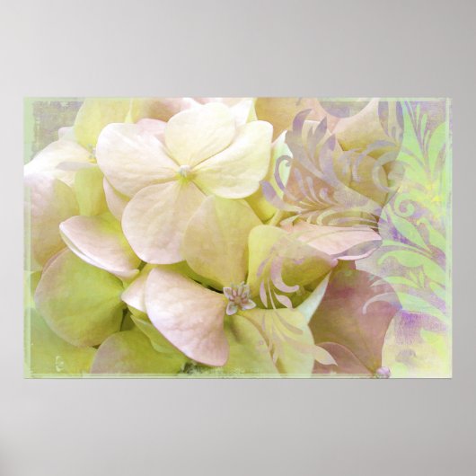 Medizin, opaleszenz Hydrangea Poster (Vorne)