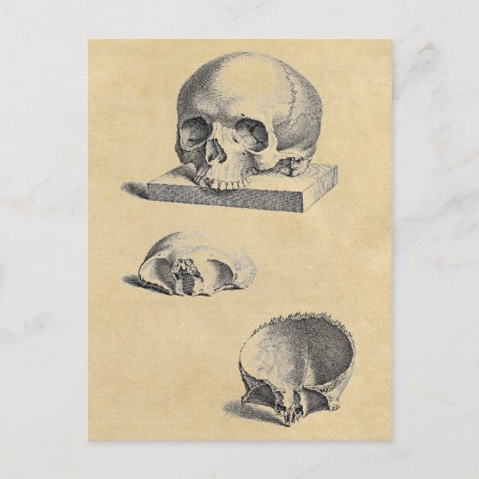Medizinische Anatomie des menschlichen Schädels Postkarte (Vorderseite)