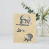 Medizinische Anatomie des menschlichen Schädels Postkarte (Stehend Vorderseite)