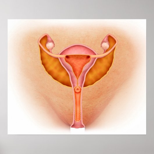 Medizinische Aufklärung weiblicher Genitalorgane 1 Poster (Vorne)