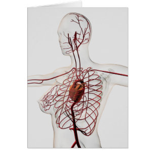 Medizinische Darstellung des weiblichen Kreislaufs