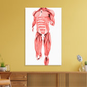 Medizinische Darstellung männlicher Muskeln unter  Leinwanddruck (Insitu (Wohnzimmer))