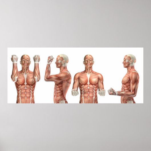 Medizinische Figur mit Ellenbogen-Beugung und Elle Poster (Vorne)