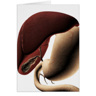 Medizinische Illustration der Leber und des Magens