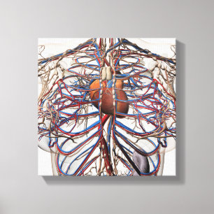 Medizinische Illustration der weiblichen Leinwanddruck