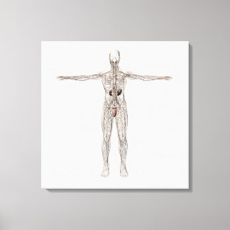 Medizinische Illustration des männlichen Lymphsyst Leinwanddruck