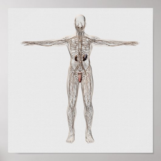 Medizinische Illustration des männlichen Lymphsyst Poster (Vorne)