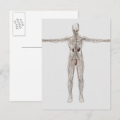 Medizinische Illustration des männlichen Lymphsyst Postkarte (Vorne/Hinten)