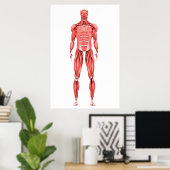 Medizinische Illustration des männlichen Muskelsys Poster (Heimbüro)