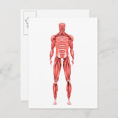 Medizinische Illustration des männlichen Muskelsys Postkarte (Vorne/Hinten)