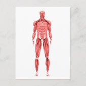 Medizinische Illustration des männlichen Muskelsys Postkarte (Vorderseite)