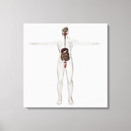 Medizinische Illustration des männlichen Verdauung Leinwanddruck (Vorderseite)