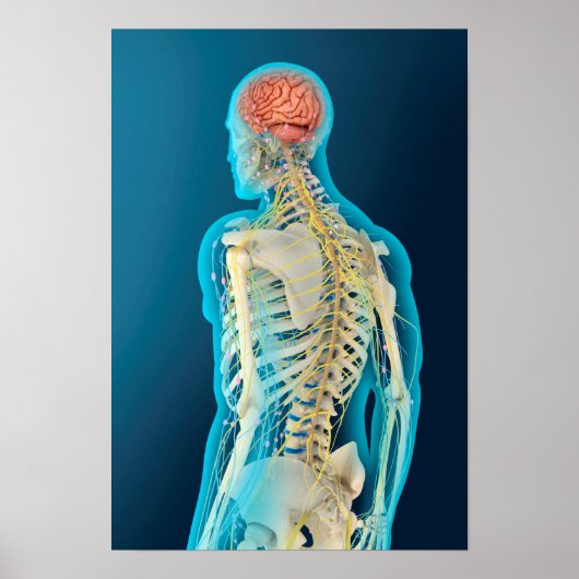 Medizinische Illustration des menschlichen Gehirns Poster (Vorne)