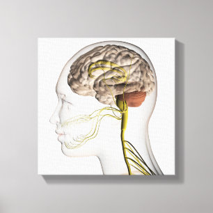 Medizinische Illustration des menschlichen Nervens Leinwanddruck